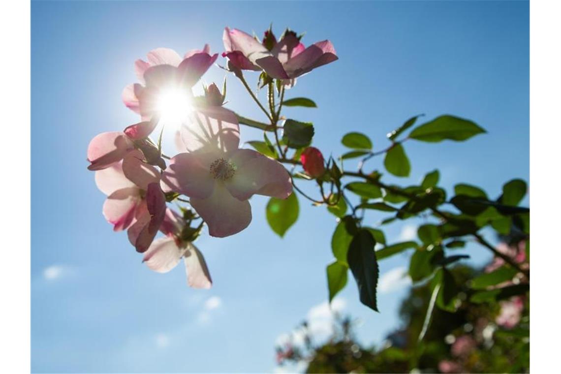 Die Sonne scheint durch die Blütenblätter einer Blume im Höhenpark Killesberg. Foto: Tom Weller/dpa