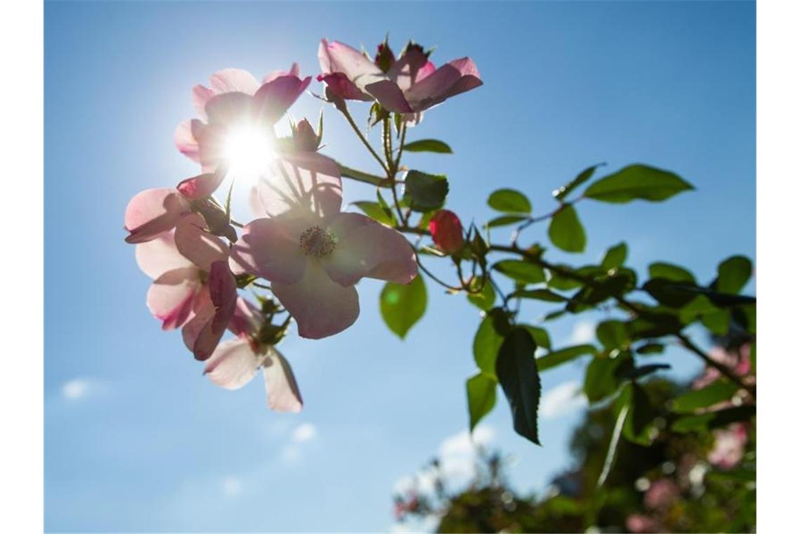 Freundlicher Start in die Woche im Südwesten Die Sonne scheint durch die Blütenblätter einer Blume im Höhenpark Killesberg. Foto: Tom Weller/dpa