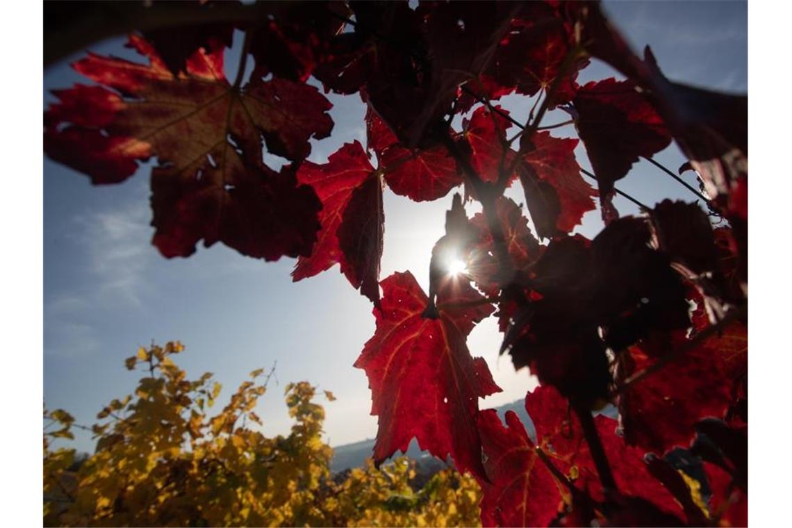 Die Sonne scheint durch die herbstlich gefärbten Weinreben auf der Neckarhalde. Foto: Tom Weller/dpa