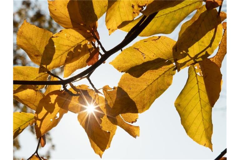 Die Sonne scheint durch herbstlich gefärbte Blätter an einem Baum. Foto: Sebastian Kahnert/dpa-Zentralbild/dpa