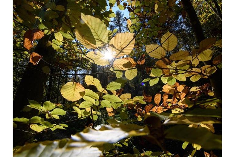 Die Sonne scheint durch herbstliche Buchenblätter. Foto: Sebastian Gollnow/dpa/Archivbild