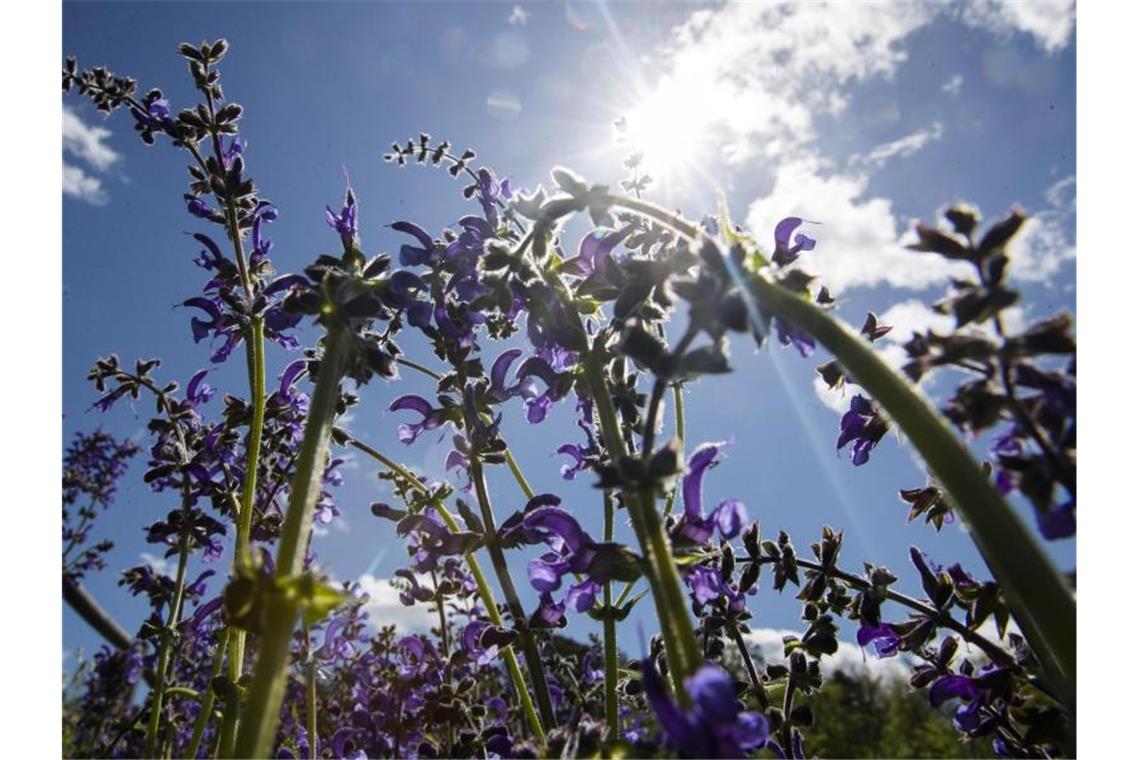 Die Sonne scheint durch Wiesenblumen, welche am Ufer des Bärensees wachsen. Foto: Tom Weller/dpa/Archivbild