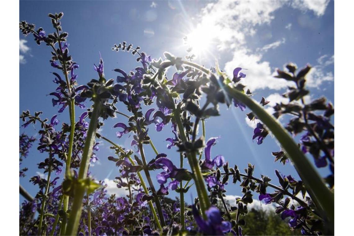 Hitzewelle lässt im Südwesten schwitzen: Abkühlung am Montag Die Sonne scheint durch Wiesenblumen, welche am Ufer des Bärensees wachsen. Foto: Tom Weller/dpa