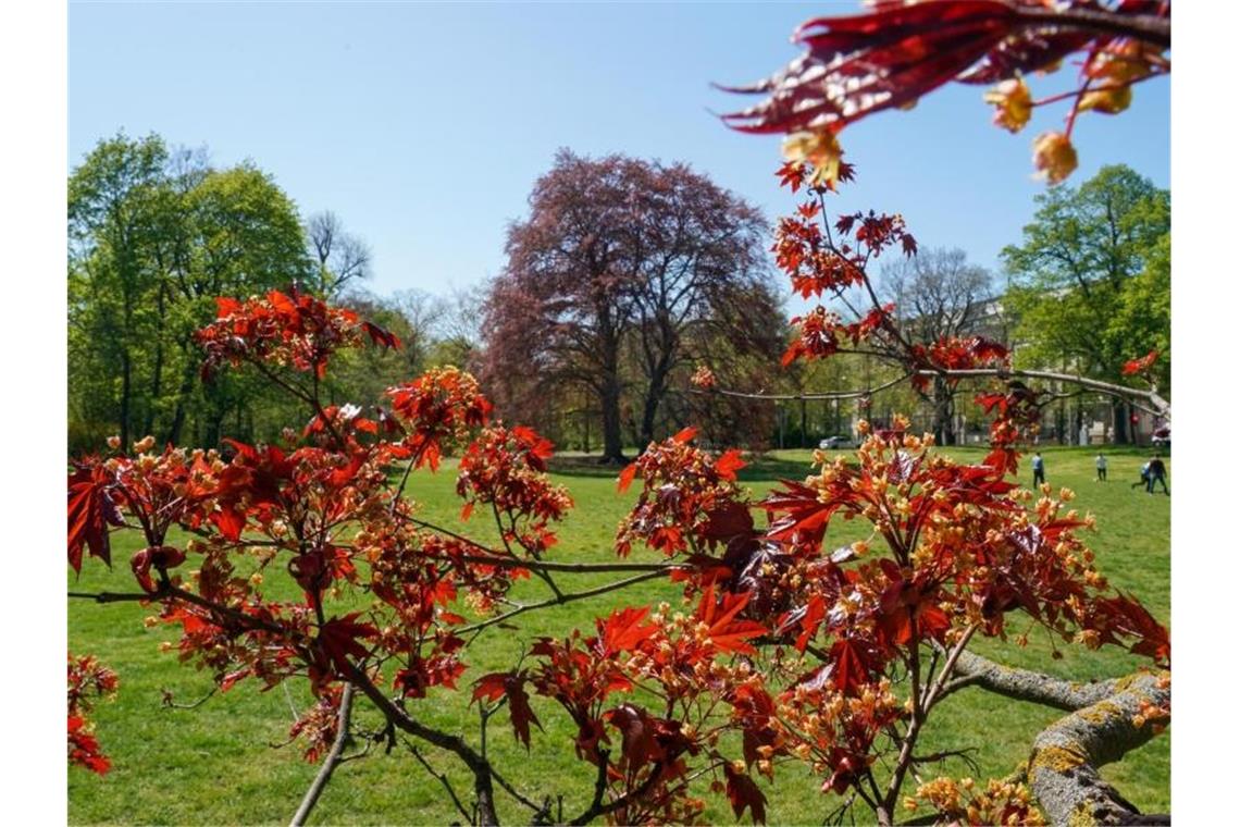 Die Sonne scheint in einem Park. Foto: Peter Endig/dpa-Zentralbild/dpa/Symbolbild