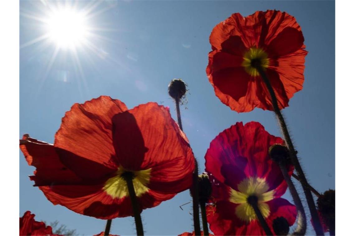 Ostern im Südwesten: Warm und wechselhaft Die Sonne scheint über Mohnblüten. Foto: Patrick Seeger/dpa