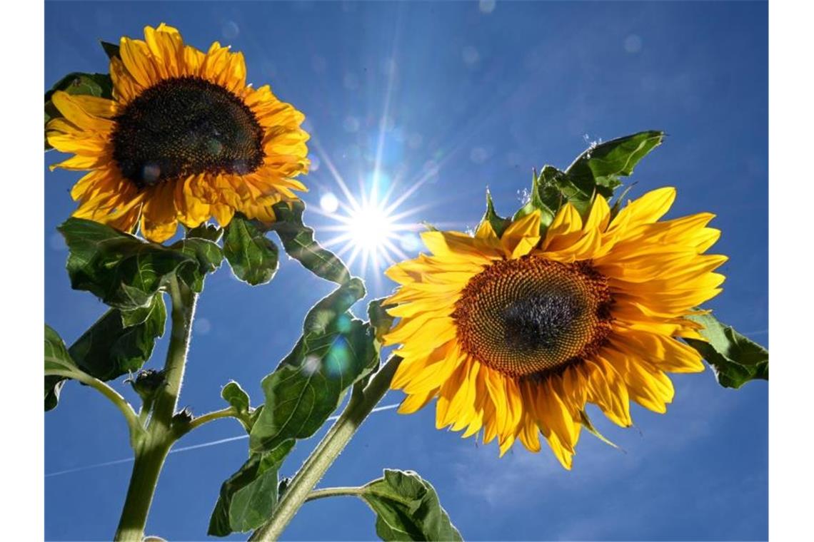 Die Sonne scheint von einem blauen Himmel zwischen zwei Sonnenblumen hindurch. Foto: Felix Kästle