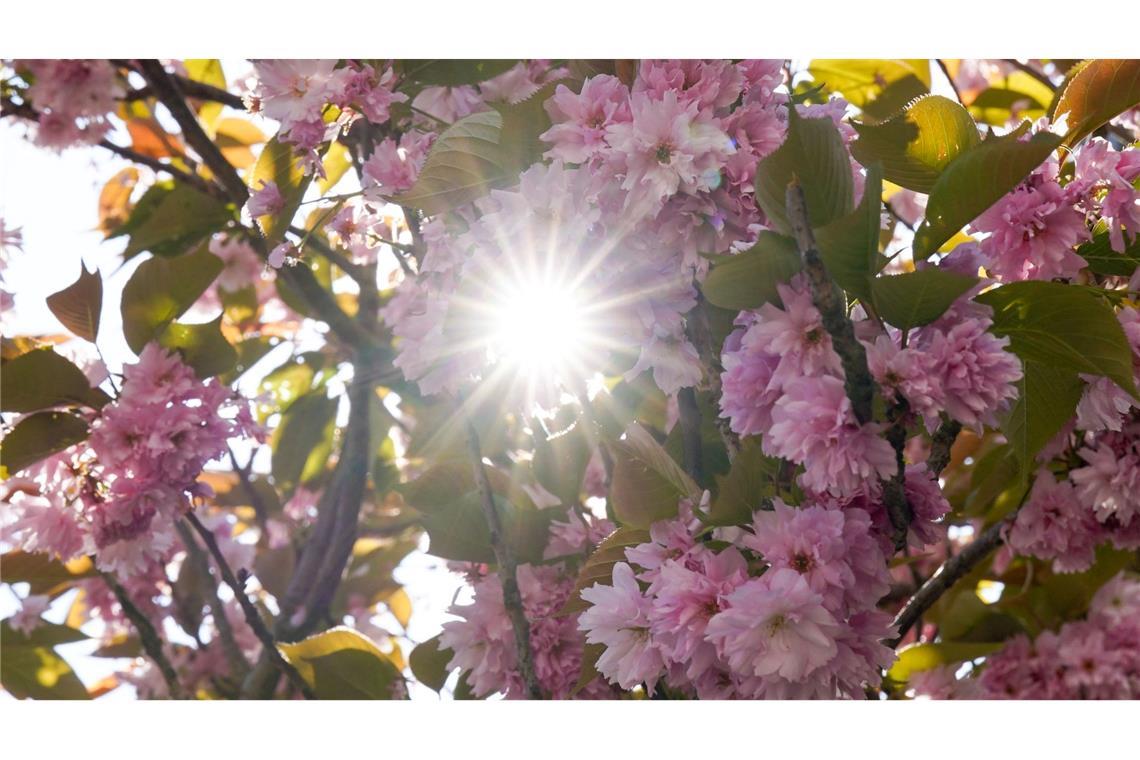 Die Sonne scheint zwischen den Blüten einer japanischen Zierkirsche in Hamburg hindurch.