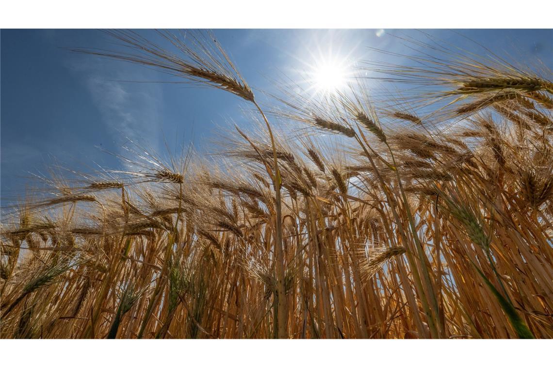 Die Sonne steht über einem Getreidefeld.