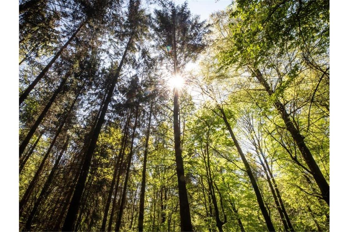 Die Sonne strahlt durch Bäume in einem Waldstück. Foto: Christoph Schmidt/dpa/Archiv