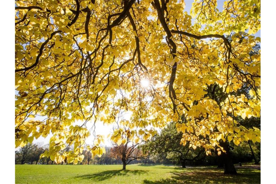 Die Sonne strahlt durch die herbstlich verfärbten Blätter eines Baumes im Stuttgarter Rosensteinpark. Foto: Christoph Schmidt/dpa/Archivbild