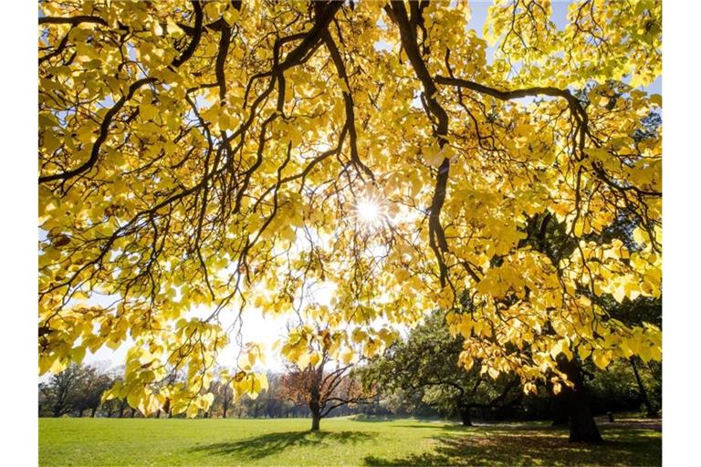 Die Sonne strahlt durch die herbstlich verfärbten Blätter eines Baumes im Stuttgarter Rosensteinpark. Foto: Christoph Schmidt/dpa/Archivbild