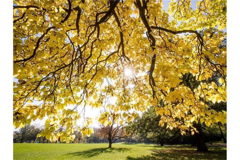 Die Sonne strahlt durch die herbstlich verfärbten Blätter eines Baumes. Foto: Christoph Schmidt/dpa