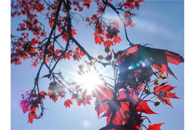Die Sonne strahlt durch die roten Blätter eines Rot-Ahorns. Foto: Peter Endig/dpa-Zentralbild/dpa/Symbolbild
