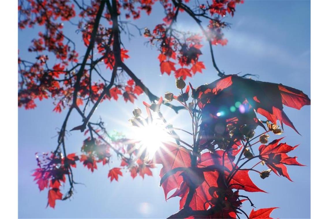 Die Sonne strahlt durch die roten Blätter eines Rot-Ahorns. Foto: Peter Endig/dpa-Zentralbild/dpa/Archivbild