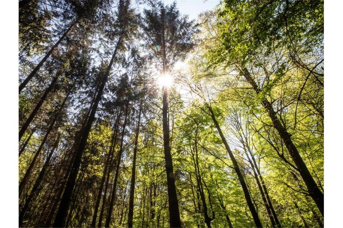 Die Sonne strahlt in einem Waldstück durch Bäume. Foto: Christoph Schmidt/dpa/Archivbild