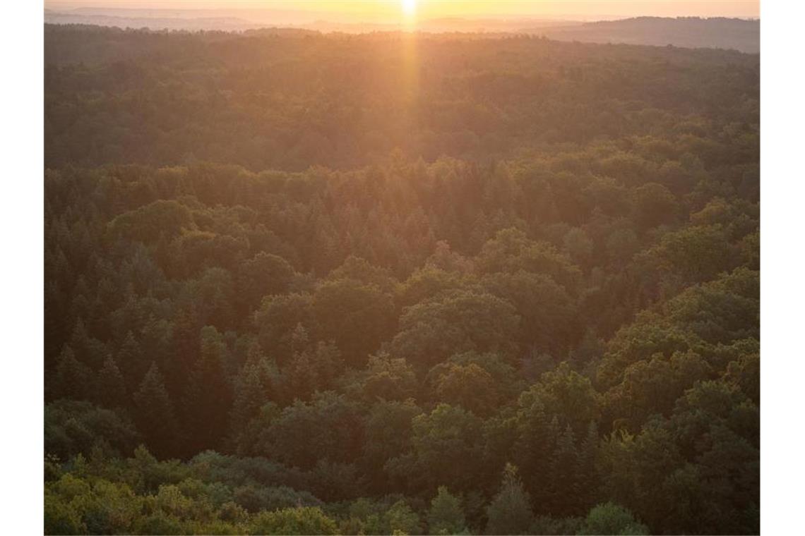Die Sonne über einem Waldstück des Schönbuchs. Foto: Sebastian Gollnow/dpa/Archivbild