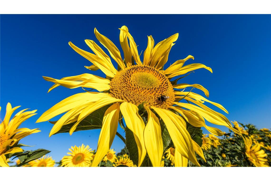 Die Sonne zeigt sich in den kommenden Tagen viel über Deutschland. (Archivbild)