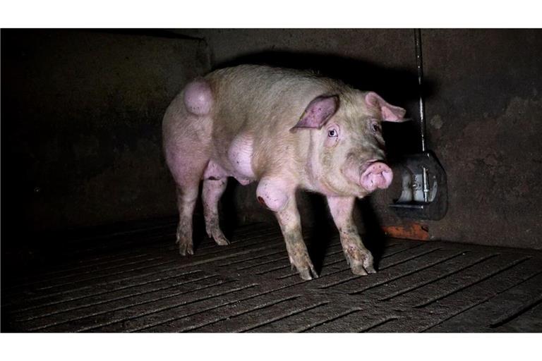 Die spanische Nichtregierungsorganisation Arge hat grausige Fotos aus einem Schweinemastbetrieb in der Provinz Teruel veröffentlicht und Anzeige gegen die Verantwortlichen erstattet.