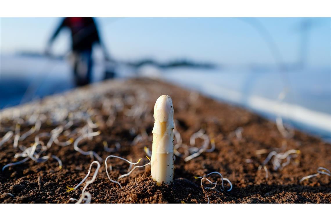 Die Spargelsaison beginnt laut dem Verband Süddeutscher Spargel- und Erdbeeranbauer in Baden-Württemberg Mitte März. (Archivbild)
