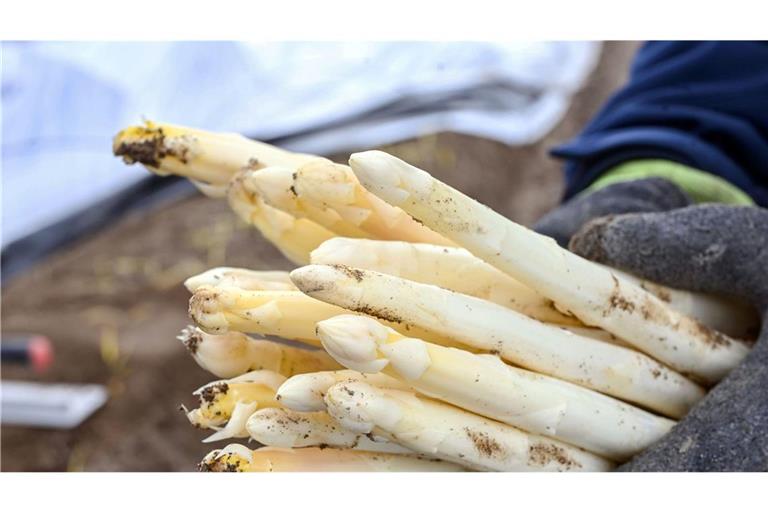 Die Spargelsaison hat begonnen. (Symbolbild)