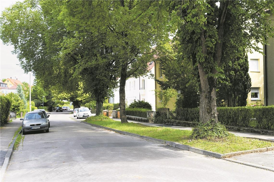 Die stattlichen Bäume an der Röntgenstraße sollen erhalten bleiben. Foto: J. Fiedler