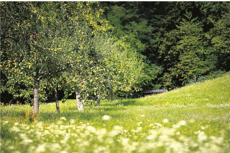 Die Streuobstwiesen-Börse geht an den Start. Foto: A. Becher