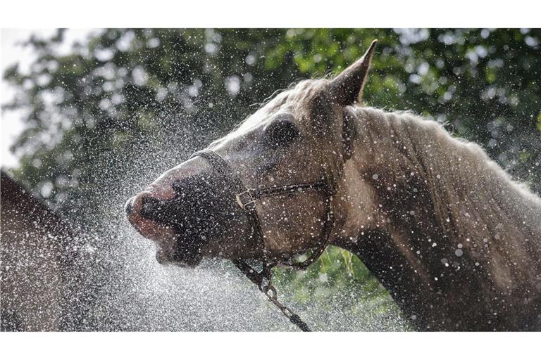 Die Stute Rosalie trinkt und erfrischt sich bei 27 Grad mit einem Wasserstrahl aus einem Gartenschlauch in Langenenslingen.