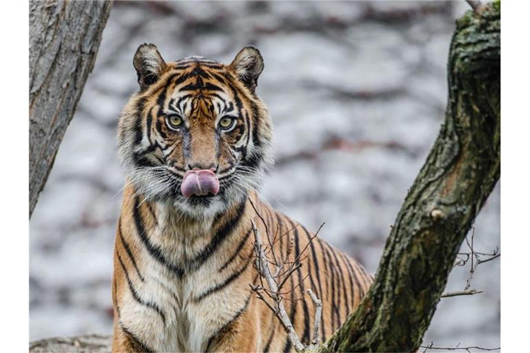 Die Sumatra-Tigerin Dumai. Foto: Harald Löffler/Wilhelma/dpa