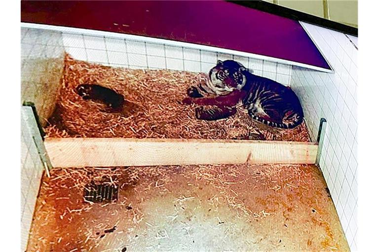 Die Sumatra Tigerin Karis liegt mit ihren drei Jungtieren in einem Gehege. Foto: Zoo/Ziergarten Heidelberg/dpa
