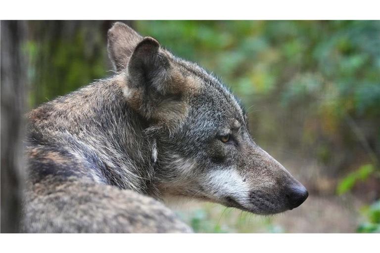 Die Tage des Wolfs sind wohl gezählt (Symbolbild).