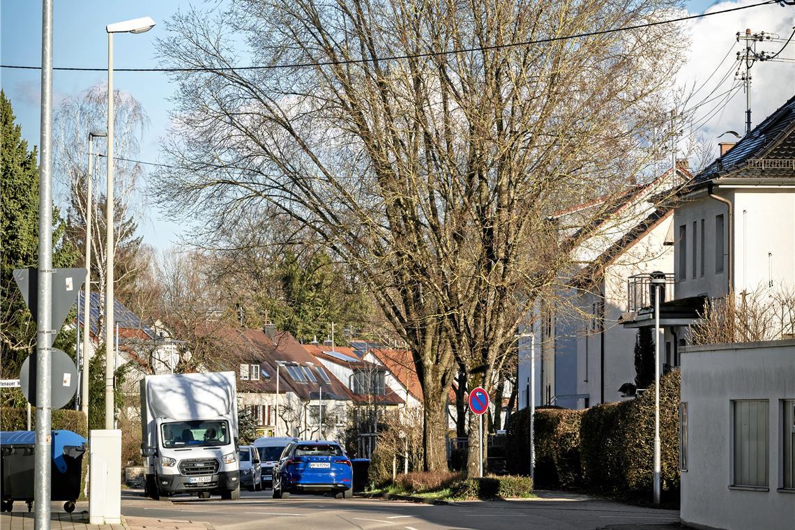 Ulmen in der Backnanger Röntgenstraße müssen gefällt werden Die Tage dieser Ulmen in der Röntgenstraße sind gezählt. Wegen ihrer „aggressiven“ Wurzeln müssen sie gefällt werden. Und zwar bis spätestens Ende Februar. Foto: Alexander Becher