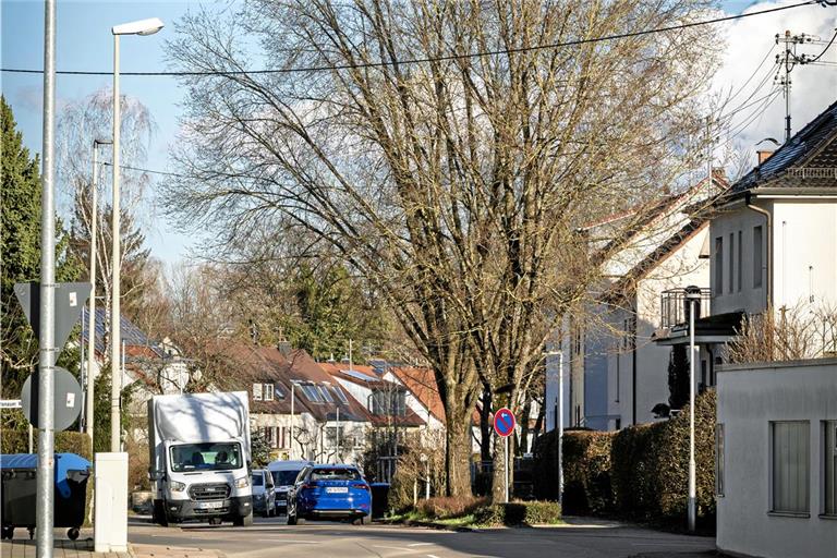 Die Tage dieser Ulmen in der Röntgenstraße sind gezählt. Wegen ihrer „aggressiven“ Wurzeln müssen sie gefällt werden. Und zwar bis spätestens Ende Februar. Foto: Alexander Becher