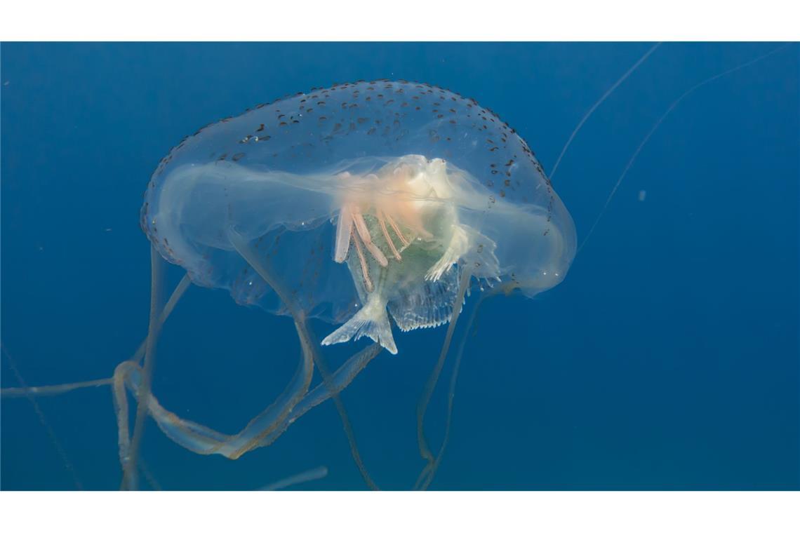 Die Tentakel der Seewespe sind mit Tausenden von Nesselzellen besetzt, die bei der kleinsten Berührung explodieren und tief in die Haut eindringen.