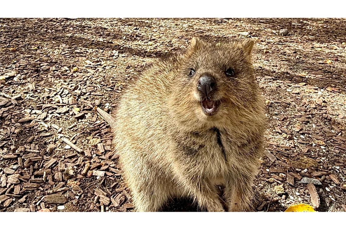 Australiens Selfie-Stars: Zu Gast bei den lächelnden Quokkas Die Tiere aus der Familie der Kängurus hüpfen auf Rottnest Island überall herum.