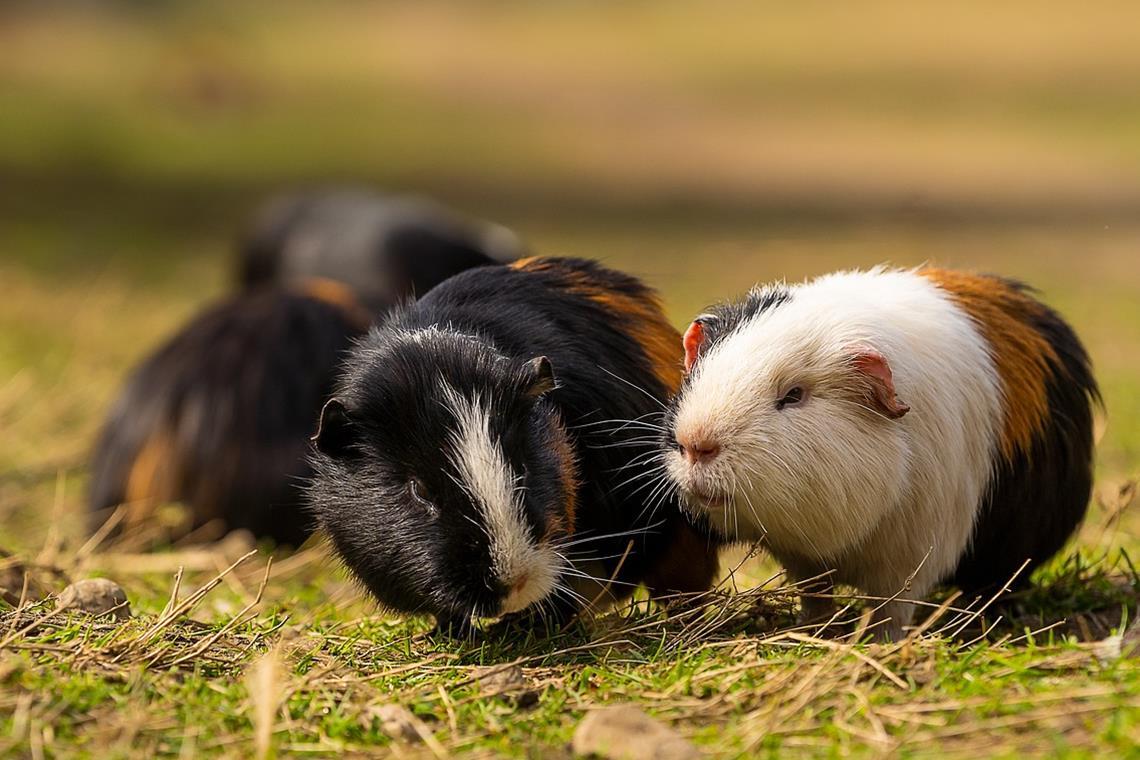 20 Meerschweinchen ausgesetzt Die Tiere befanden sich in einem Karton ohne Wasser und Nahrung. Symbolfoto: Lars Nissen/Pixabay