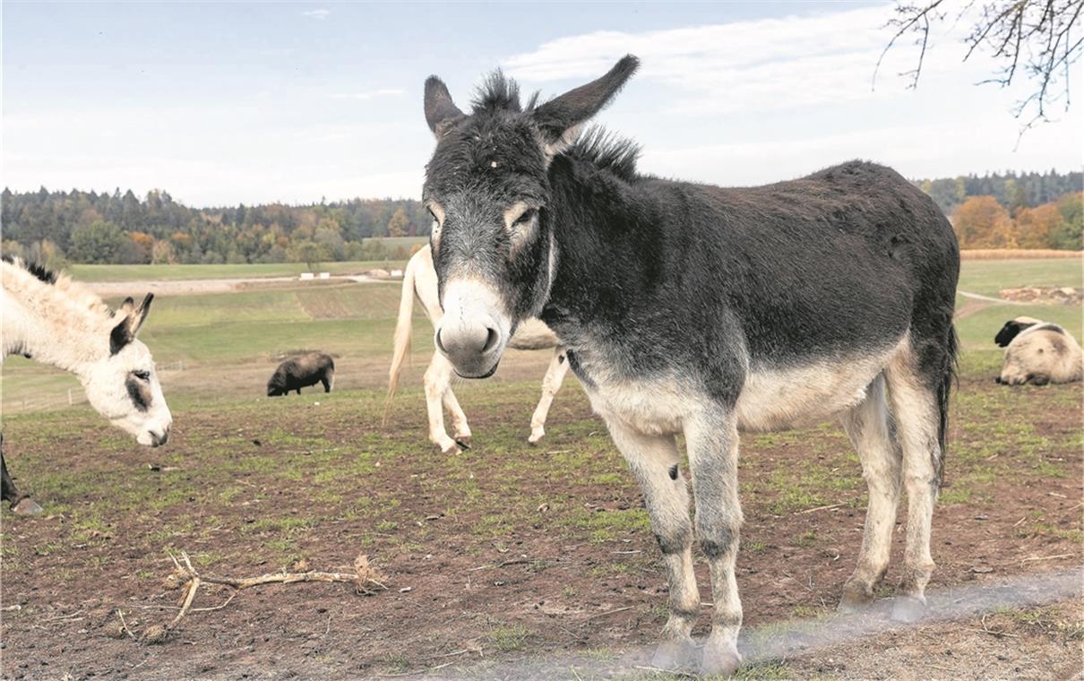 Die Tiere können sich auf dem Gelände frei bewegen.