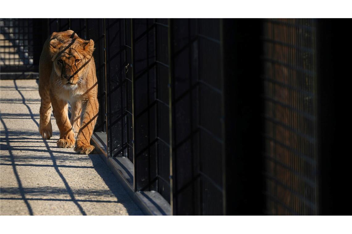 Die Tiere sollen künftig in der südenglischen Grafschaft Kent leben.
