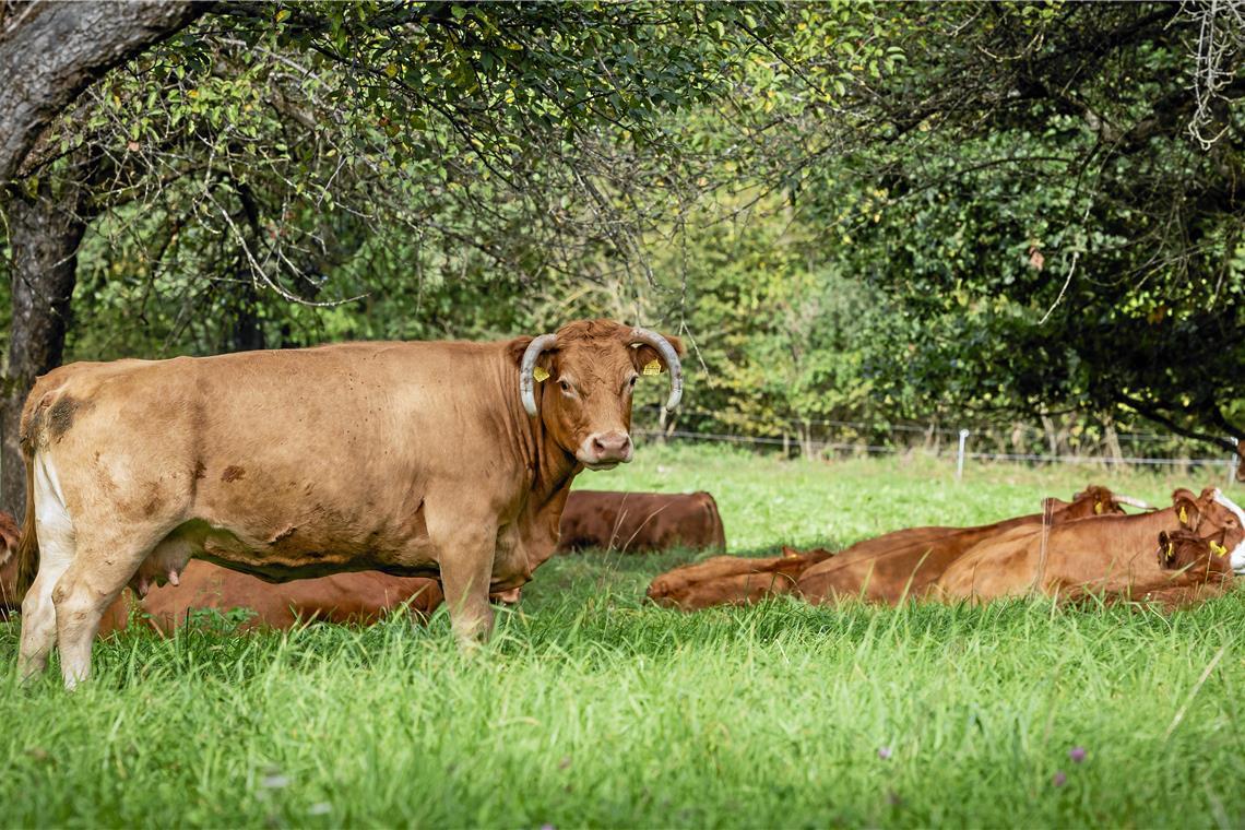 Die Tiere waren aus der Weide ausgebrochen. Symbolfoto: Alexander Becher