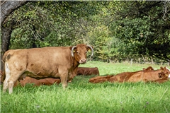 Die Tiere waren aus der Weide ausgebrochen. Symbolfoto: Alexander Becher