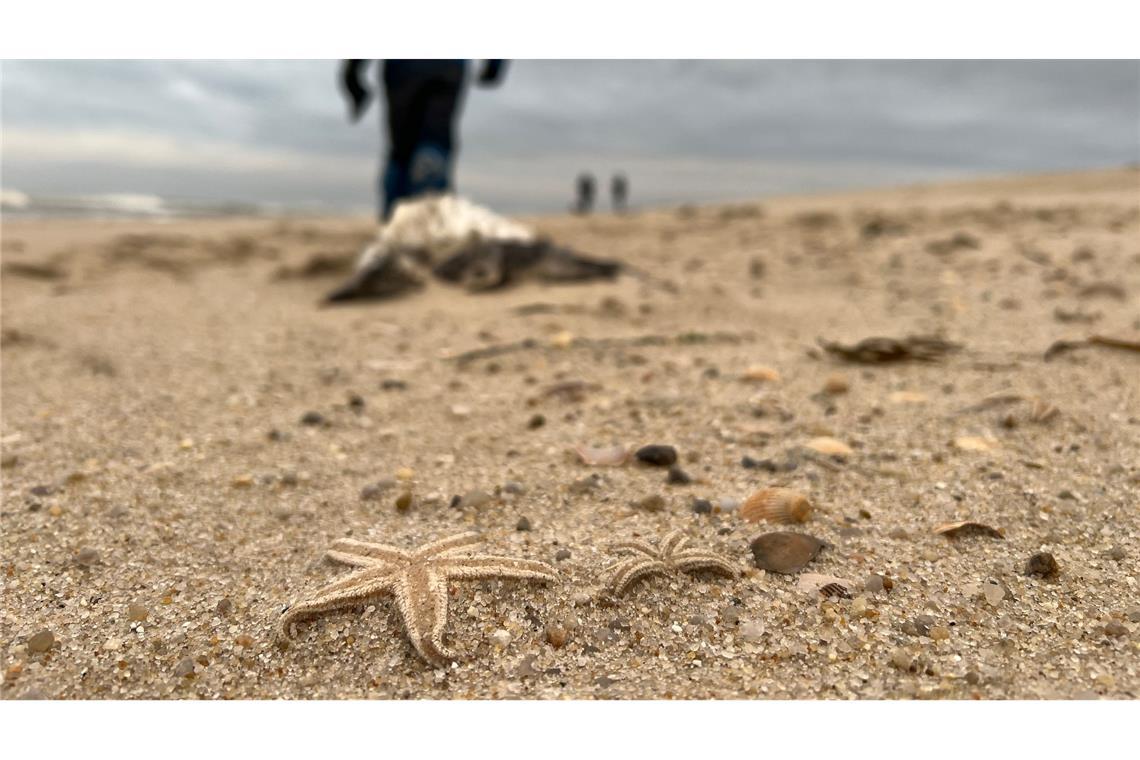 Sturm spült große Mengen Seesterne auf Sylter Strand Die Tiere wurden ans Ufer gespült und verenden dort.