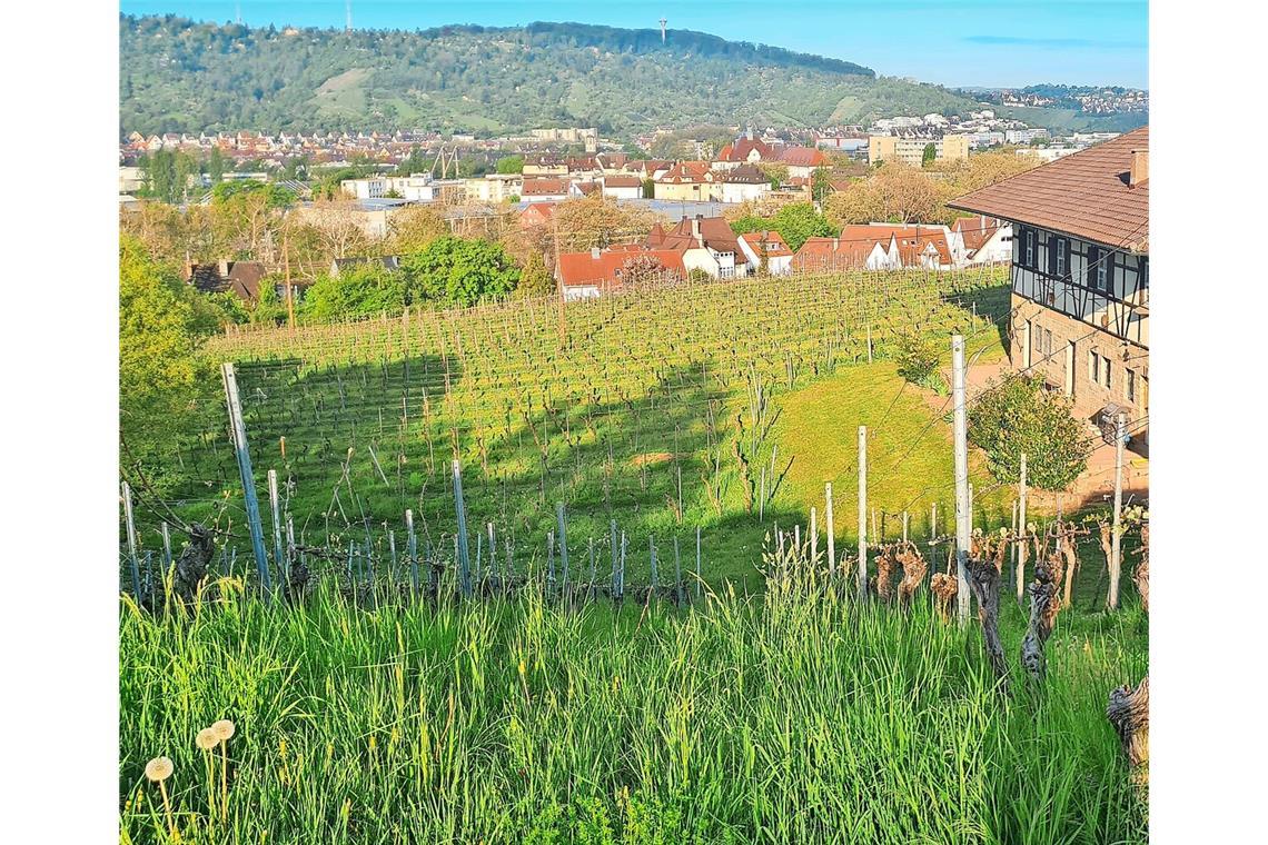 Haben Begleiter die Verstorbene im Stich gelassen? Die tote Frau wurde in den Weinbergen Untertürkheims, oberhalb der Augsburger Straße entdeckt.