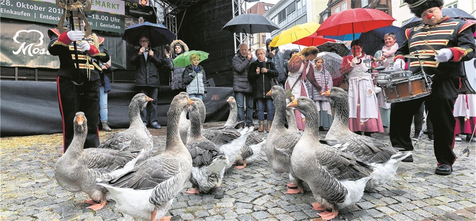 Die Toulouser Gänse gehorchten Tambourmajor Marc Picar aus Holland wie aufs Wort. Nachdem sie sich erst verlaufen hatten, ging’s wieder zurück zur Show-Bühne auf den Marktplatz.Fotos: J. Fiedler