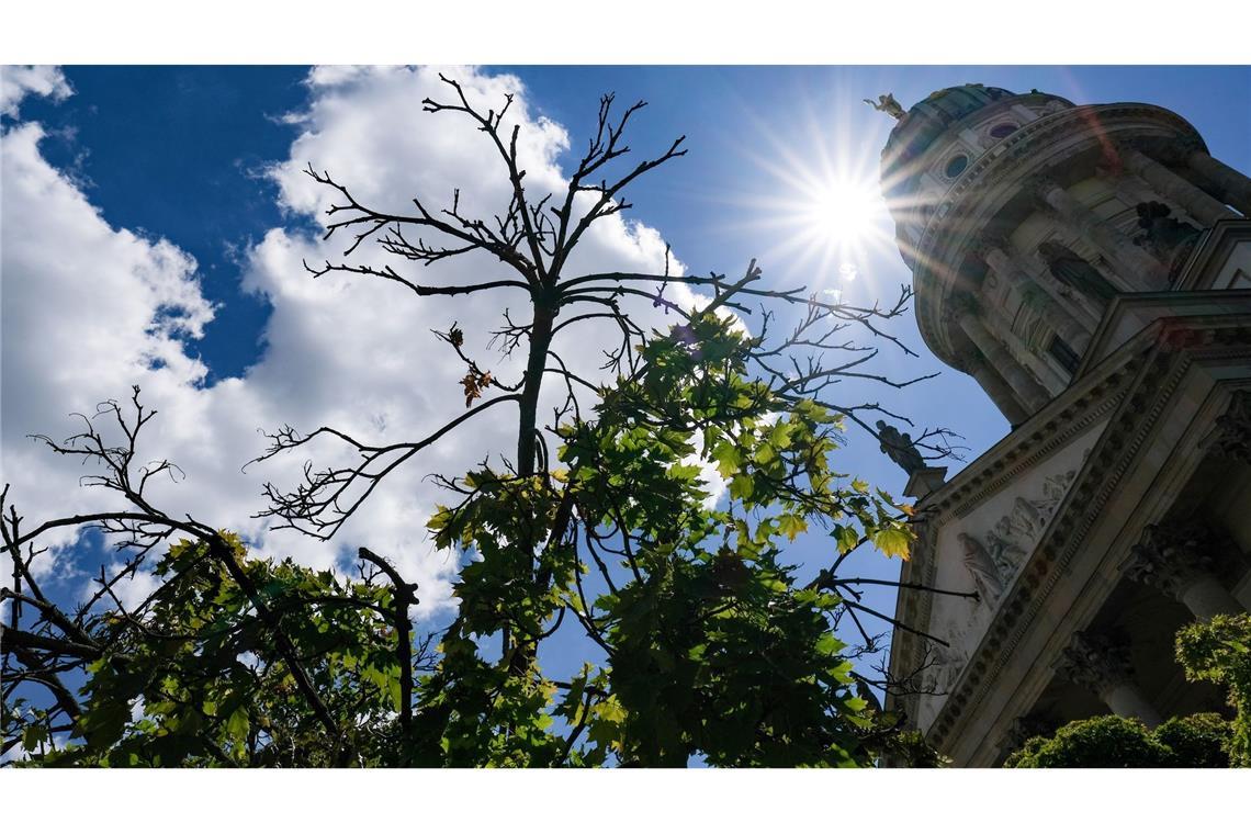 Der gestresste Stadtbaum - Was ihm helfen kann Die Trockenheit belastet die Bäume in den Städten noch mehr als in den Wäldern.