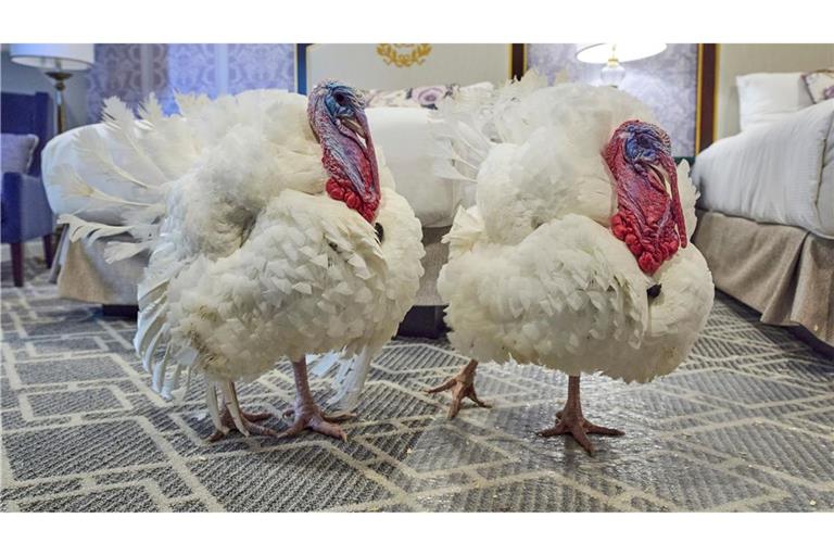 Die Truthähne "Waddle" und "Gobble", die vor Thanksgiving symbolisch vom US-Präsidenten "begnadigt" werden, stehen in ihrem Hotelzimmer.