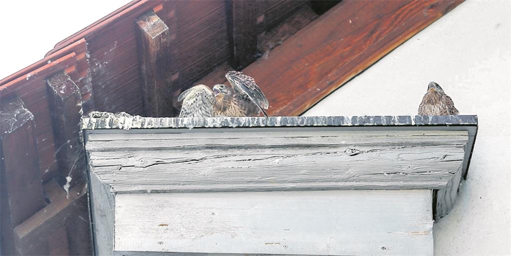 Die Turmfalken fühlen sich unterm Dach der Galerie der Stadt Backnang wohl. Fotos: A. Becher