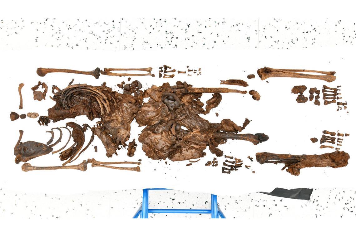 Die Überreste eines Jungen, der etwa 500 vor Christus starb.