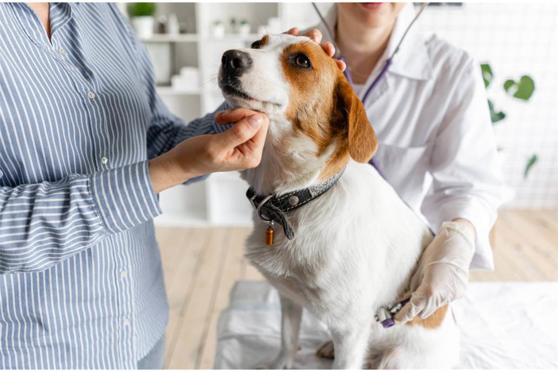 Tierarztkosten beim Hund (Tabelle) Die Übersicht der Tierarztkosten für Hunde als Tabelle. Das müssen Hundebesitzer laut Gebührenordnung für Tierärzte (GOT) für Impfungen, Operationen und Co bezahlen.