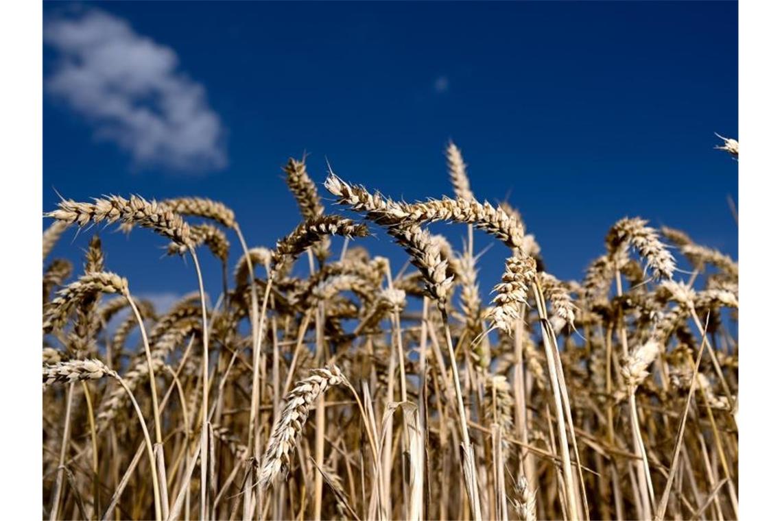 Ukraine-Krieg könnte weltweit Menschen in den Hunger treiben Die Ukraine und Russland sind bedeutende Exporteure auf dem internationalen Weizenmarkt. Foto: Arne Dedert/dpa