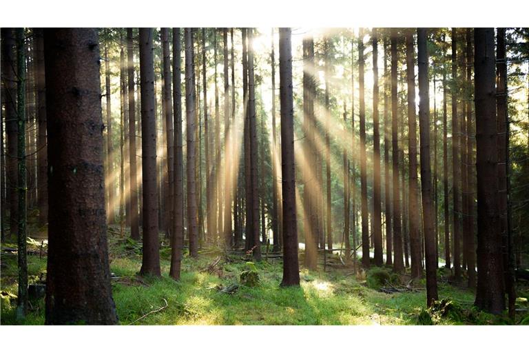 Die Umweltagentur EEA zeigt auf, wie es um die europäische Natur bestellt ist. (Illustration)