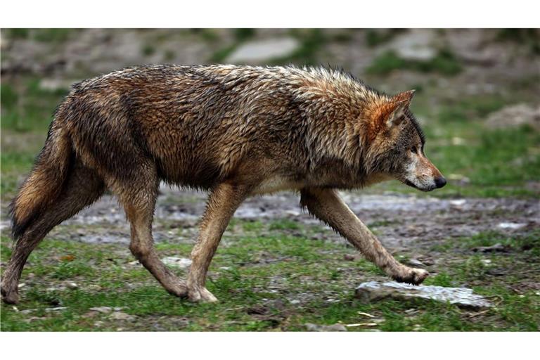 Die Umweltminister haben sich bei ihrer Konferenz geeinigt, wie der Schnellabschuss von Wölfen reguliert werden soll.